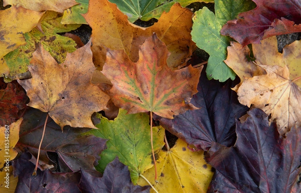 Obraz fall leaves in many colors