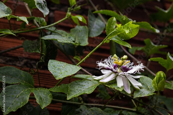 Obraz Flor de maracujá do Amazonas