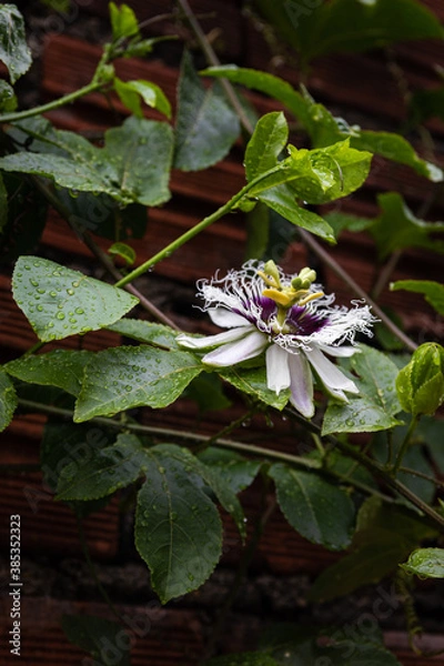 Obraz Flor de maracujá