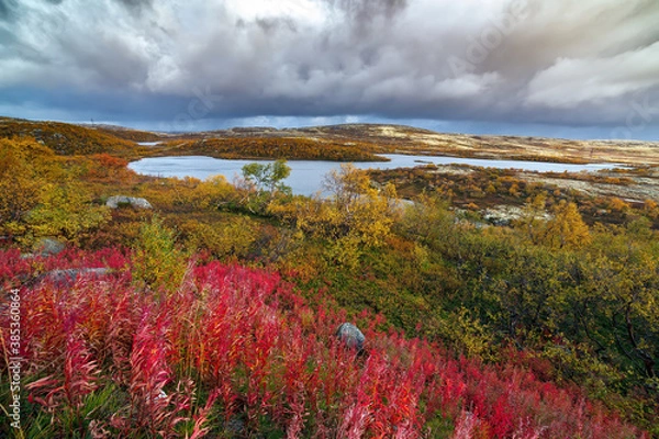 Obraz View of the tundra space with vegetation in the autumn. The far north in Russia.
