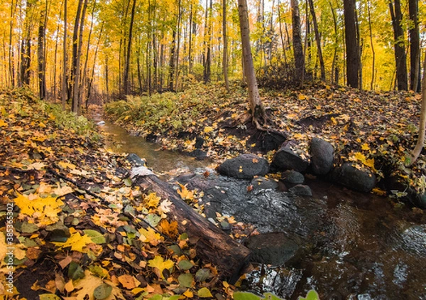 Obraz autumn in the forest
