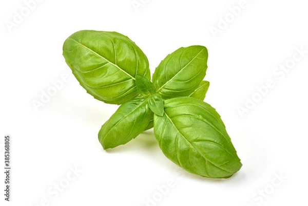 Fototapeta Sweet basil herb leaves, isolated on white background