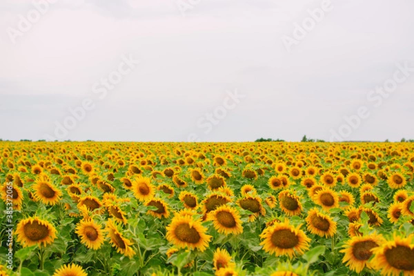 Obraz Sunflower field