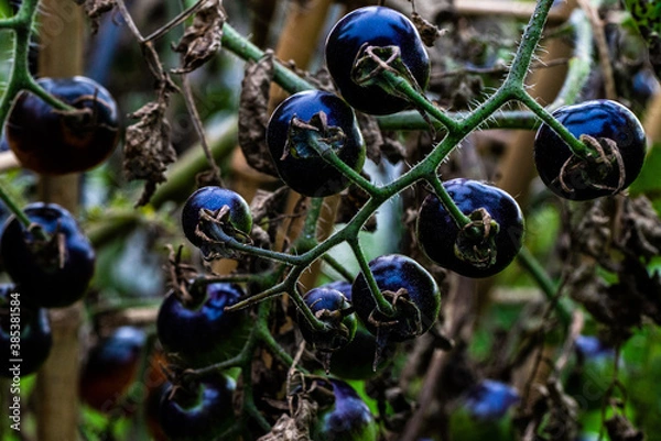 Obraz dark blue grape like berry 