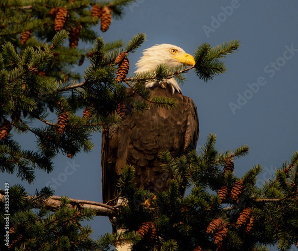Fototapeta Bald eagle in the tree - Canada