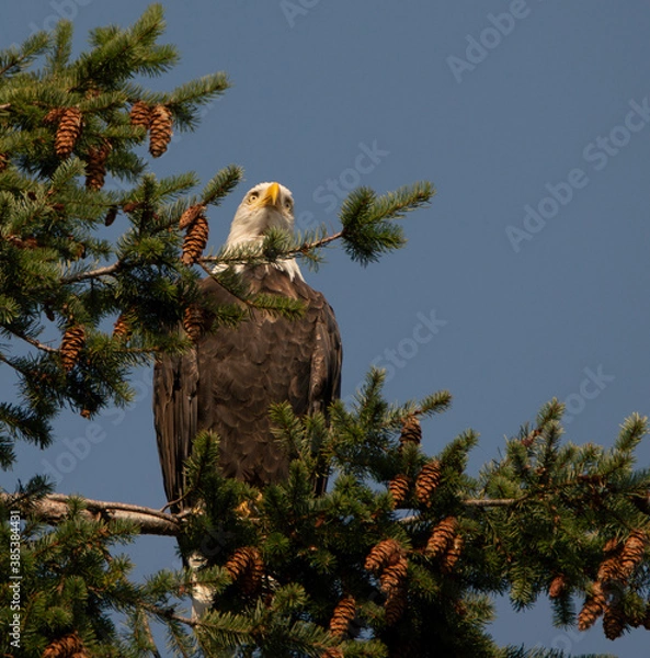 Fototapeta Bald eagle in the tree - Canada
