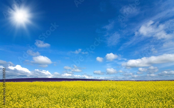 Obraz 黄色い花咲く丘と雲と太陽