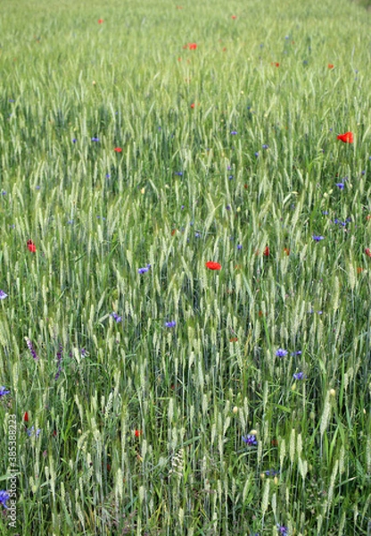 Obraz maki łąki