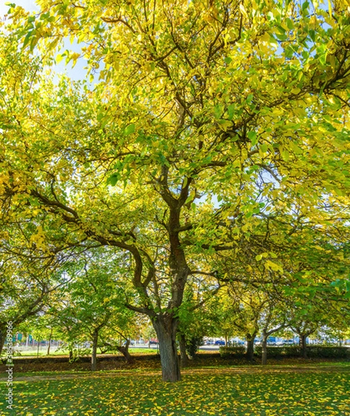 Fototapeta Big mulberry tree in urban park with green and yellow leaves in autumn  