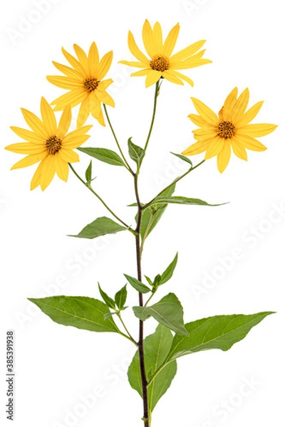 Fototapeta Flowers of Jerusalem Artichoke (Earth Apple), lat. Helianthus tuberosus L. or girasol, isolated on white background