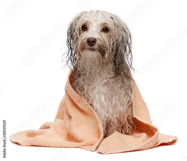 Fototapeta Wet chocolate havanese dog after bath
