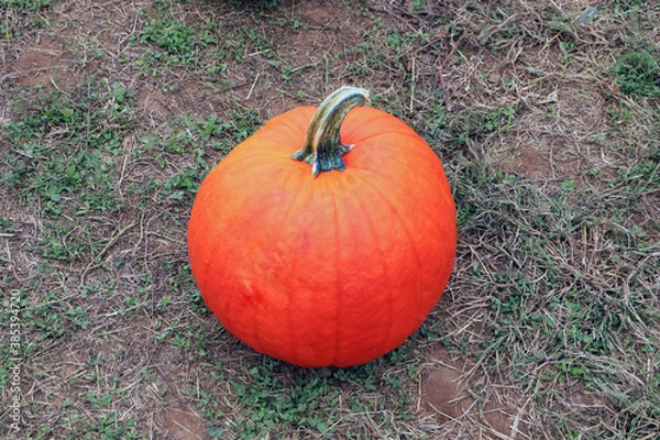 Fototapeta Fresh and orange pumpkin on the green grass ground.