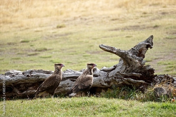 Fototapeta caranchos