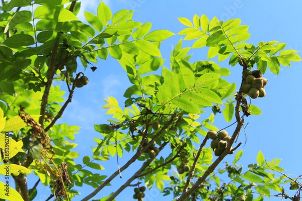 Obraz 野生のオニグルミ