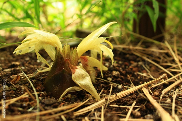 Obraz ミョウガの花