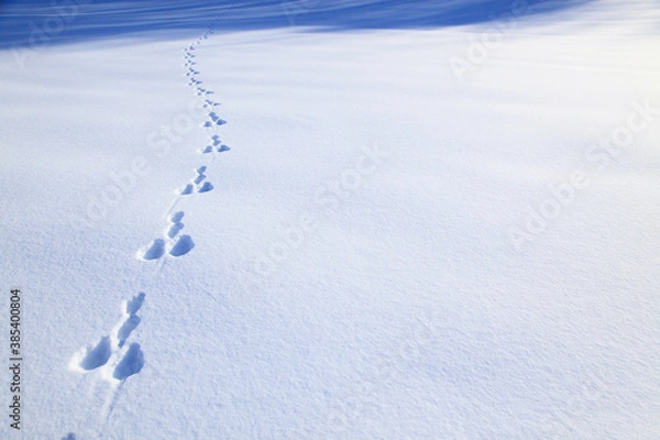 Obraz 雪原の足跡
