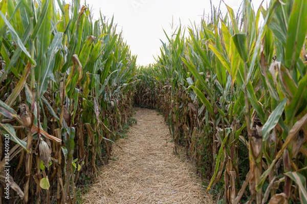 Obraz Corn maze in haunted field