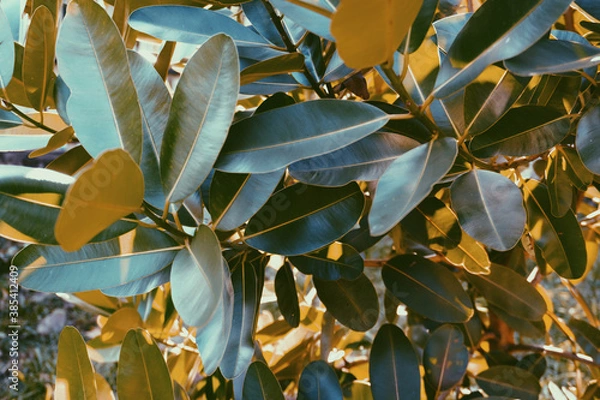 Fototapeta photo of artistic colorful leaves in the garden