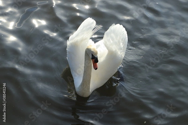 Obraz Beautiful white swam swimming in a small pond in a park located in New York, USA. View of gorgeous white swan surrounded with the dark water.