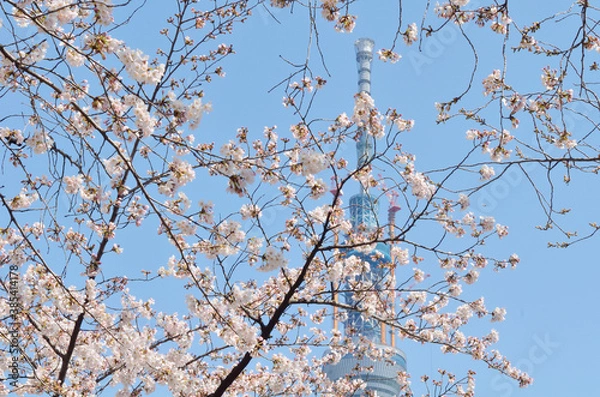 Fototapeta 隅田公園からの桜と東京スカイツリー