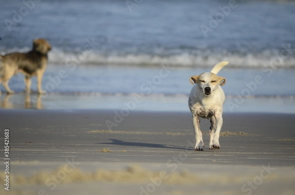 Obraz Dog on the beach