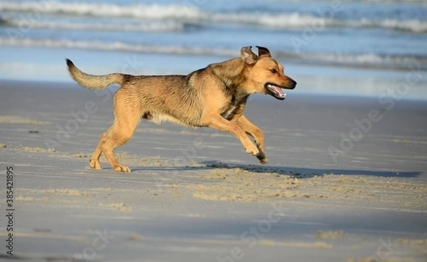 Obraz Dog on the beach