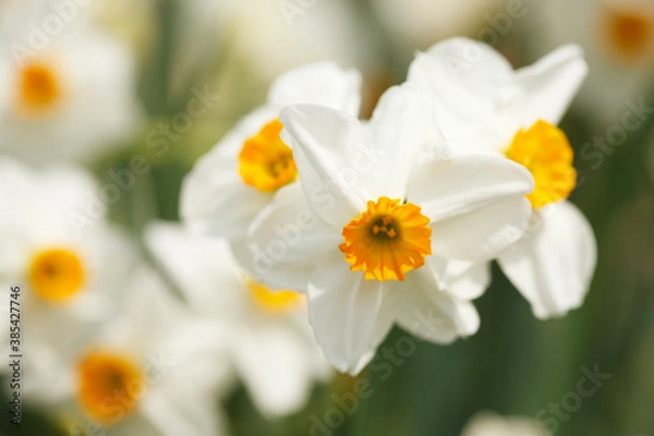Fototapeta スイレン