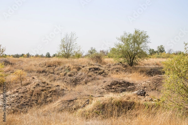 Obraz Field, dry yellow grass, blue sky, lonely trees, nature, desert.