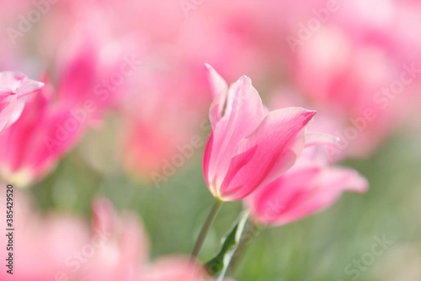 Fototapeta ピンクのチューリップ