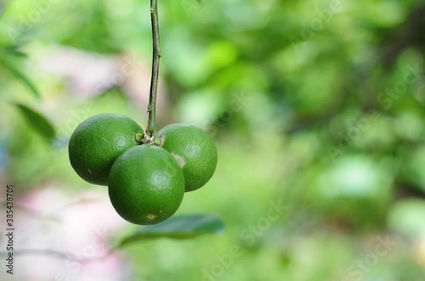 Obraz green olives on tree