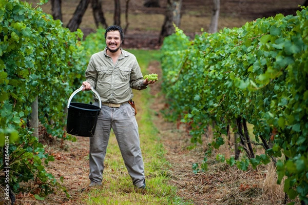 Fototapeta Australian/Argentinian winemaker and viticulturist picks Chardonnay grapes at the vineyard in Lenswood the Adelaide Hills of South Australia