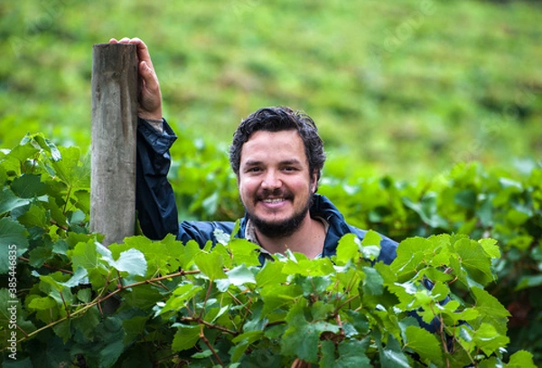 Obraz Australian/Argentinian winemaker and viticulturist picks Chardonnay grapes at the vineyard in Lenswood the Adelaide Hills of South Australia