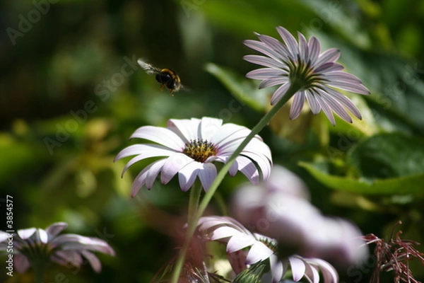 Fototapeta Bumblebee leaving a Flower