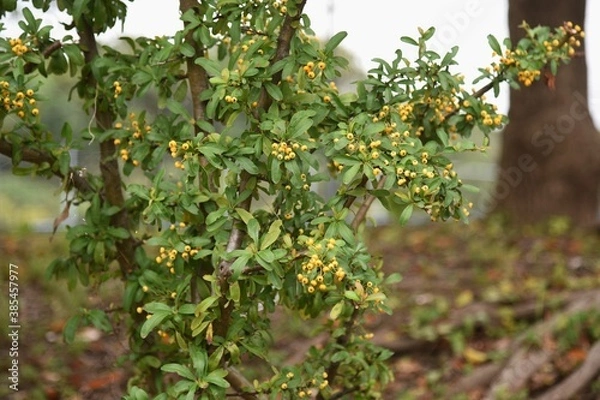 Fototapeta Narrowleaf  firethorn (Pyracantha angustifolia) / Rosaceae evergreen tree.