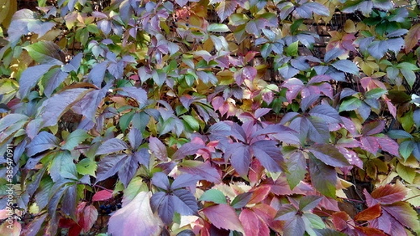 Fototapeta autumn leaves background