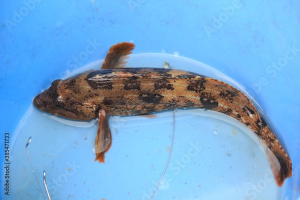 Fototapeta 釣り上げた魚