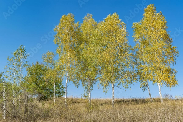Obraz Beautiful autumn landscape with birches
