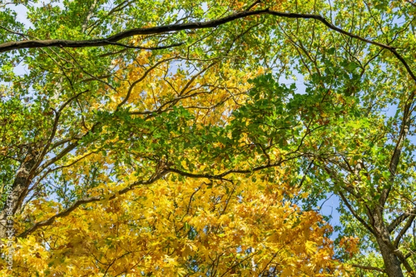 Obraz Beautiful autumn landscape in the forest