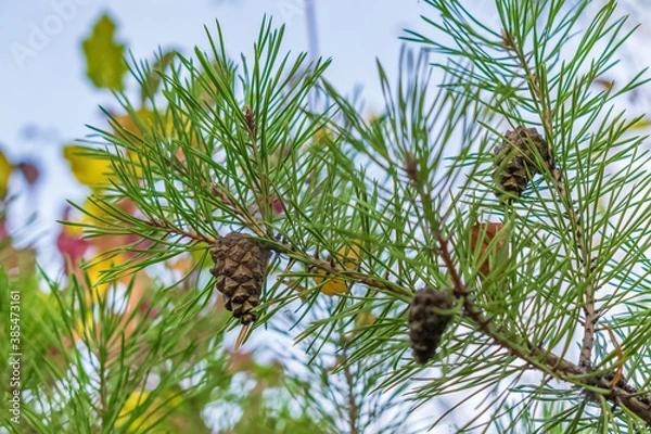 Obraz Branch of a Christmas tree with cones in autumn in the forest