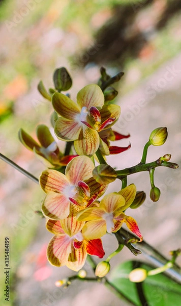 Obraz Yellow Orchids flowers
