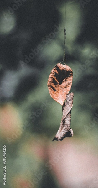 Obraz dry leaves stuck between spider webs