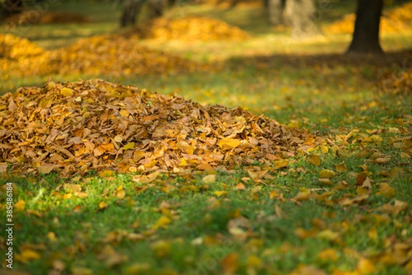 Fototapeta Autumn leaves collected in a pile, a sunny afternoon in the park.