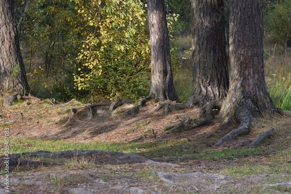 Obraz autumn landscape with forest lake and firs