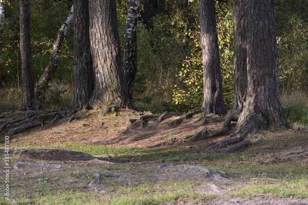 Obraz forest in autumn