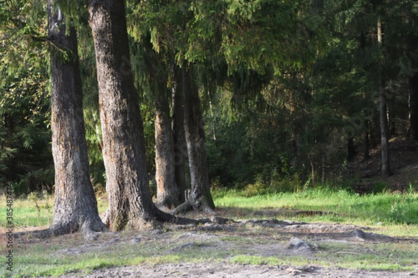 Obraz trees in the forest