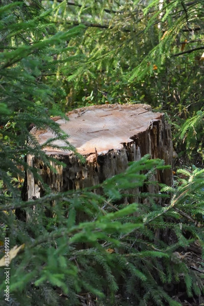 Fototapeta old log in the forest