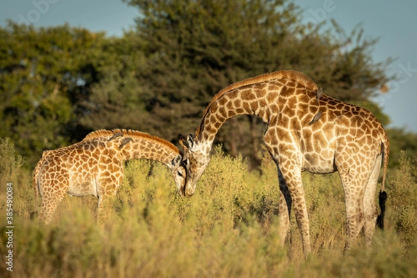 Obraz Mother and baby giraffe greeting each other in Moremi Reserve in Botswana