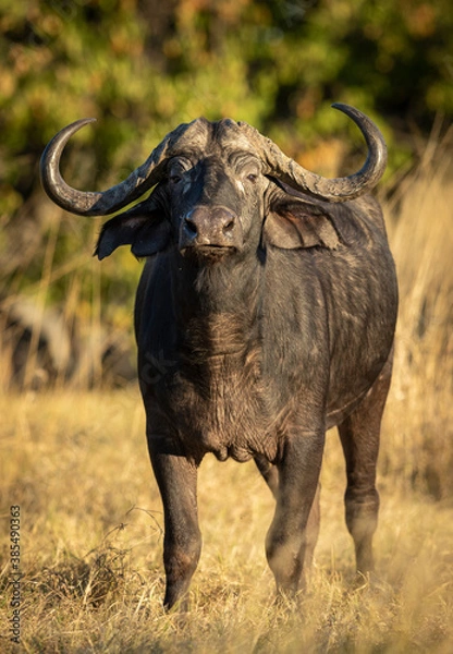 Obraz Vertical portrait of a male buffalo looking straight at the camera in Moremi Reserve in Botswana