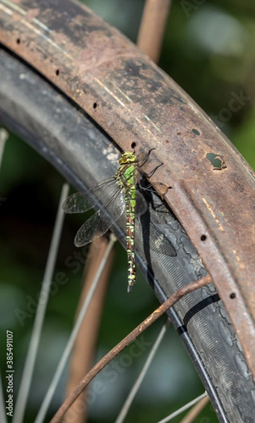 Obraz Dragonfly on an old bicycle