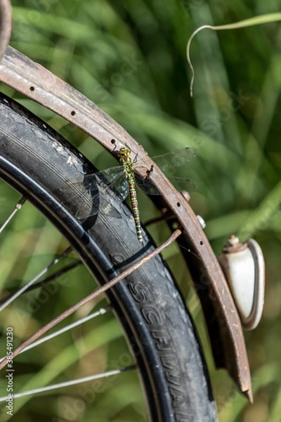 Obraz dragonfly on an old wheel